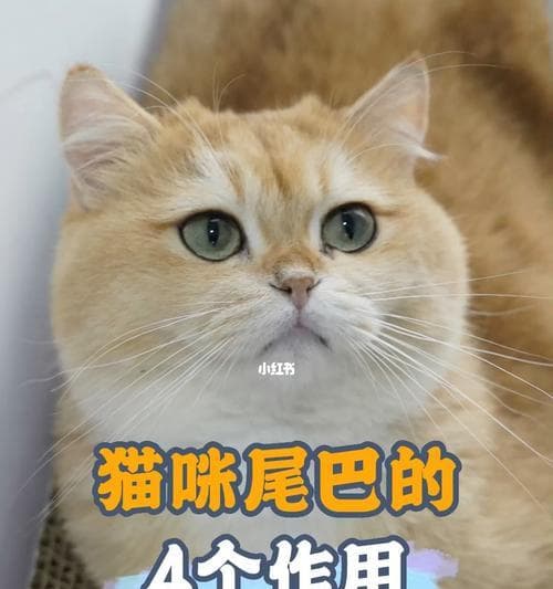小猫舔尾巴尖部是为什么？常见原因和解决方法是什么？