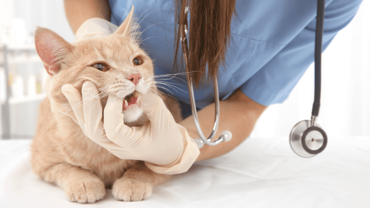 猫咪牙齿：从乳牙到恒牙的全面解析
