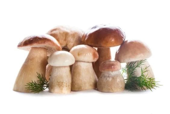 又到吃菌季！野生菌烹饪指南了解一下