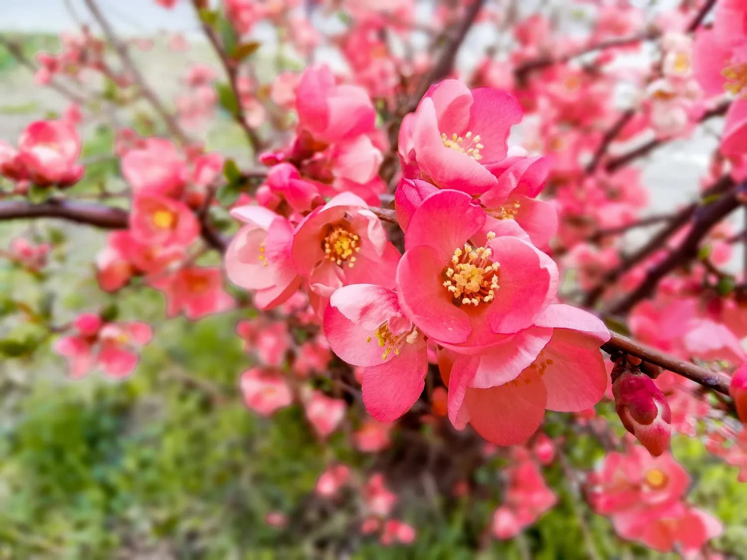 海棠花种植指南：从品种到养护，附有毒品种警示