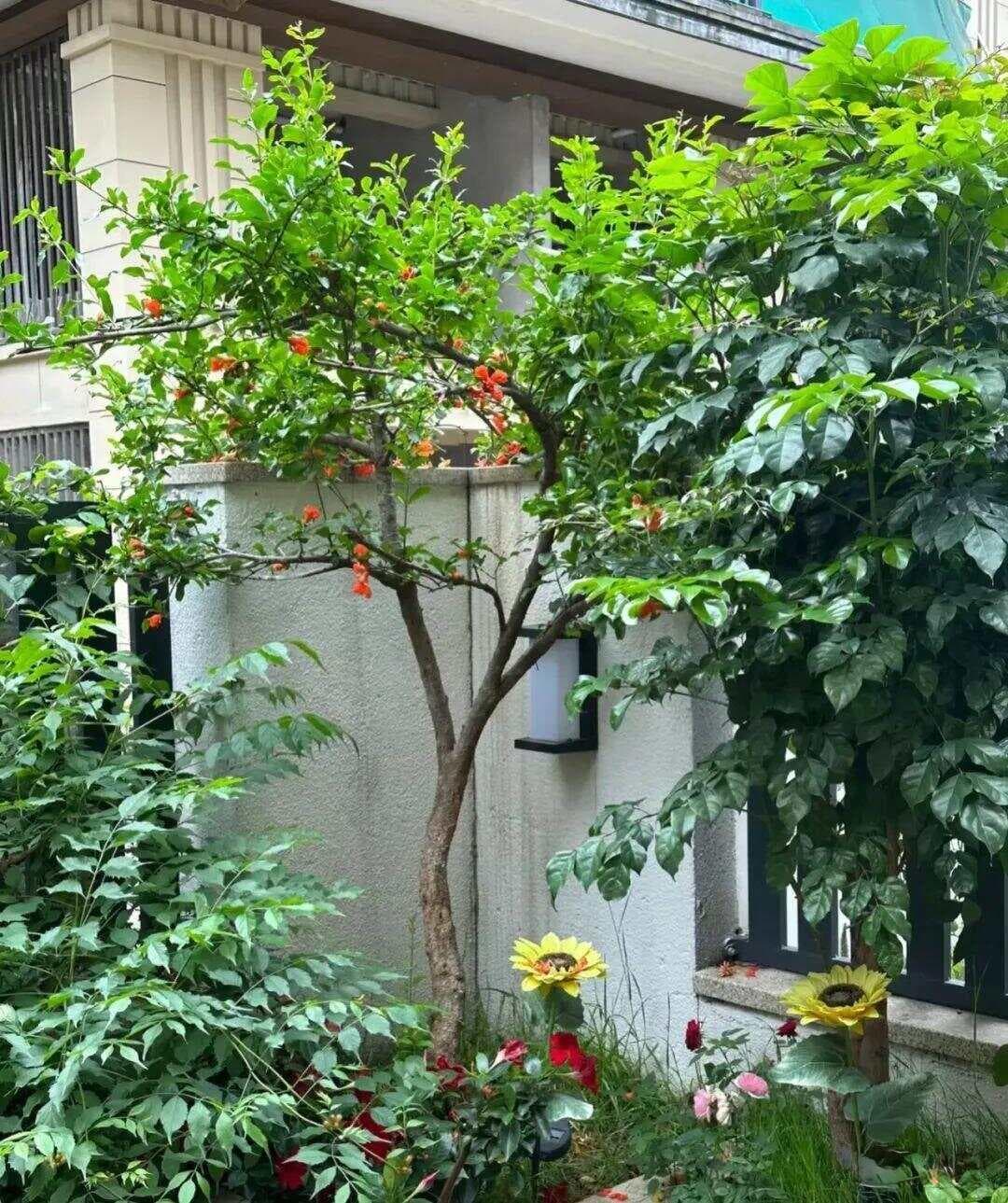路边这3种树剪一枝，遇土生根，能活60年，镇宅又招财，值钱了！