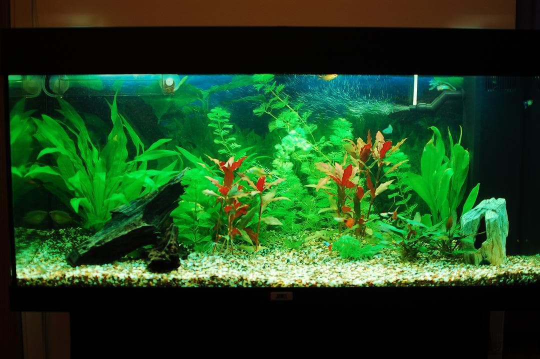 水族箱如何造景：材料篇