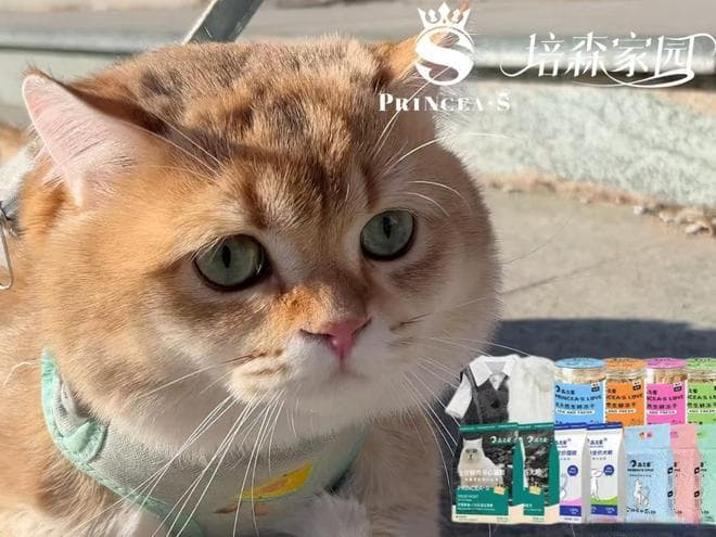 如何用科学的方法找丢失的猫咪？