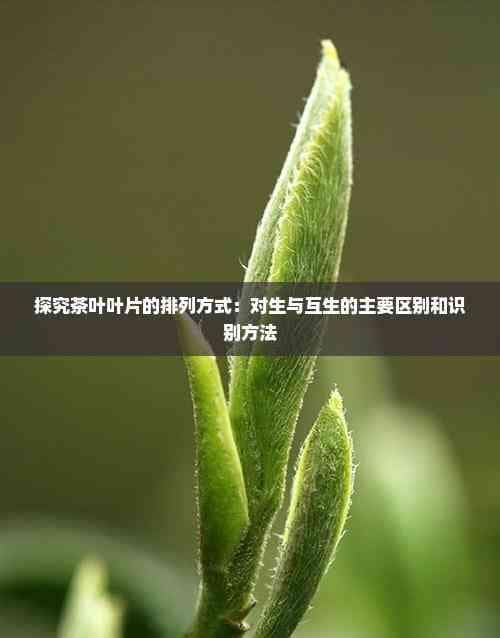 探究茶叶叶片的排列方式：对生与互生的主要区别和识别方法