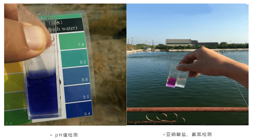 必看！深度讲解养殖塘水质检测与判断流程！