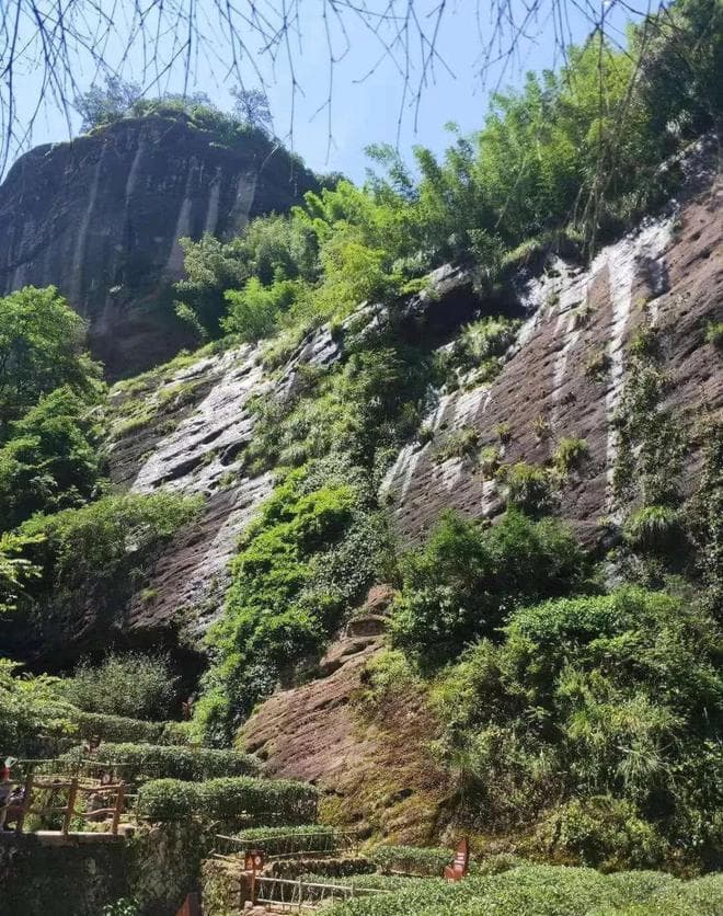 肉桂茶：武夷岩茶中的名贵品种