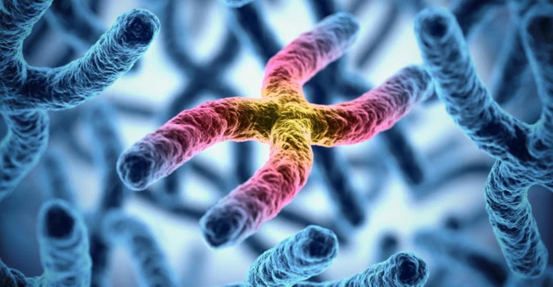 重大突破：XY染色体不仅决定性别，还广泛调控常染色体基因表达