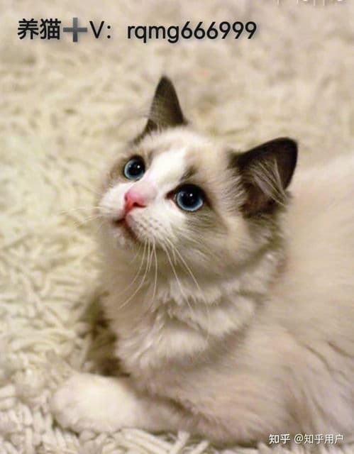 观察布偶猫毛色、体型、眼睛，品相一目了然。