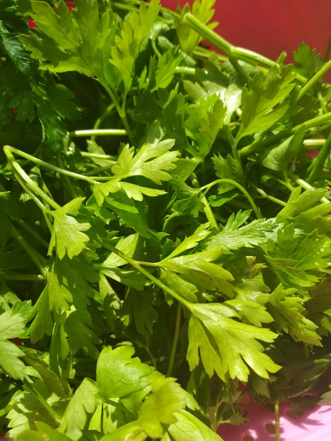 欧芹碎：让你的意大利面更出彩的秘密武器