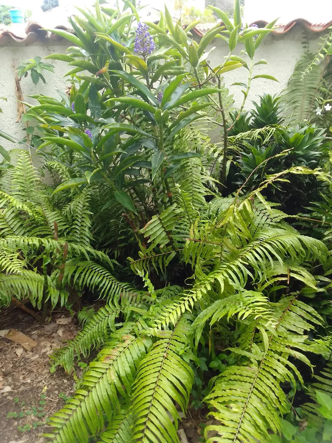 黄瑞香：春节应时珍贵名花的栽培秘籍
