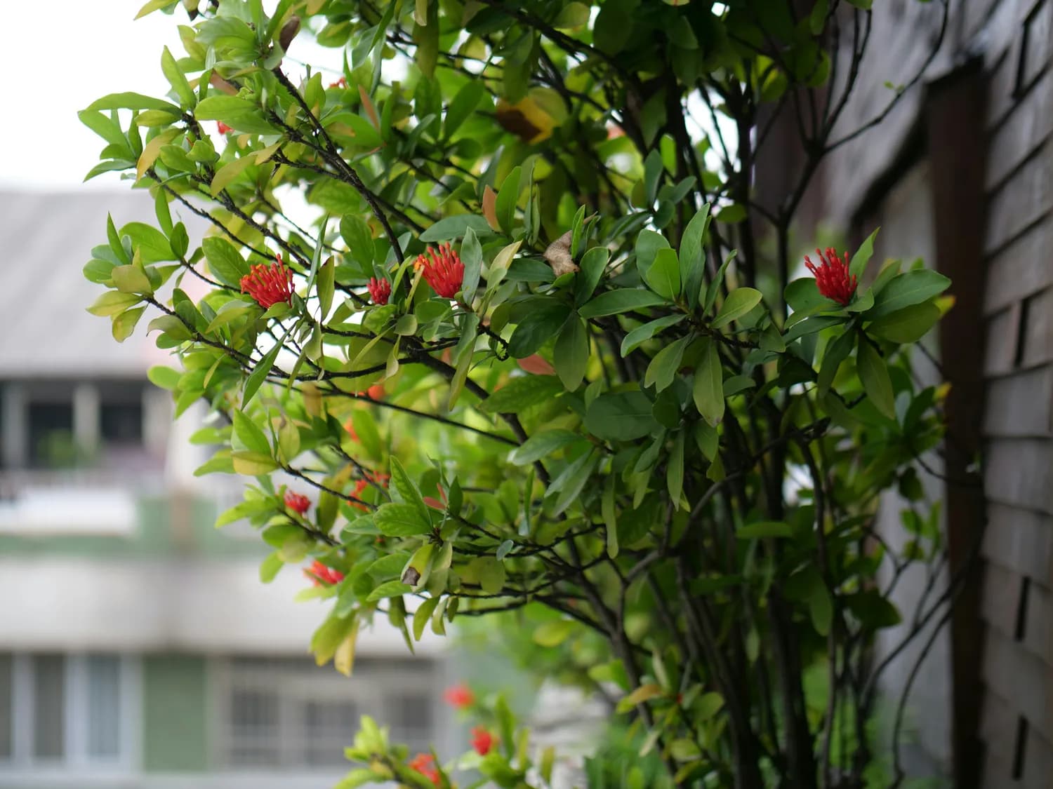 广州初夏：苹婆花开满城