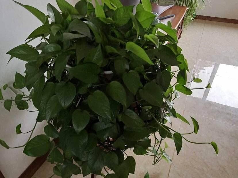 绿萝怎么养才能茂盛？做到这几点，叶子光亮，越养越绿，变成瀑布