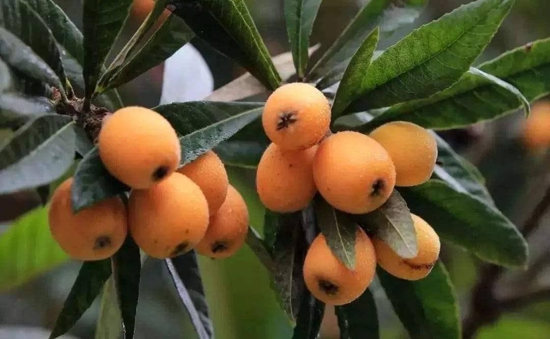 三种适合阳台种植的水果，耐寒耐热、皮实好养，产量高又美味