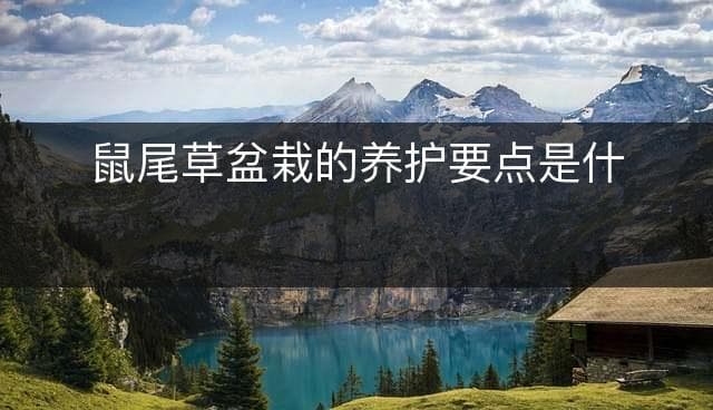鼠尾草盆栽的养护要点是什么？