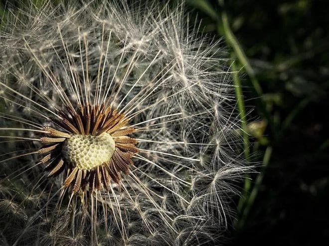 花粉过敏？5个专家秘诀助你轻松应对！