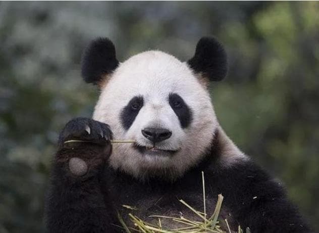 与竹子“硬碰硬”的大熊猫消化系统，究竟有多强大？