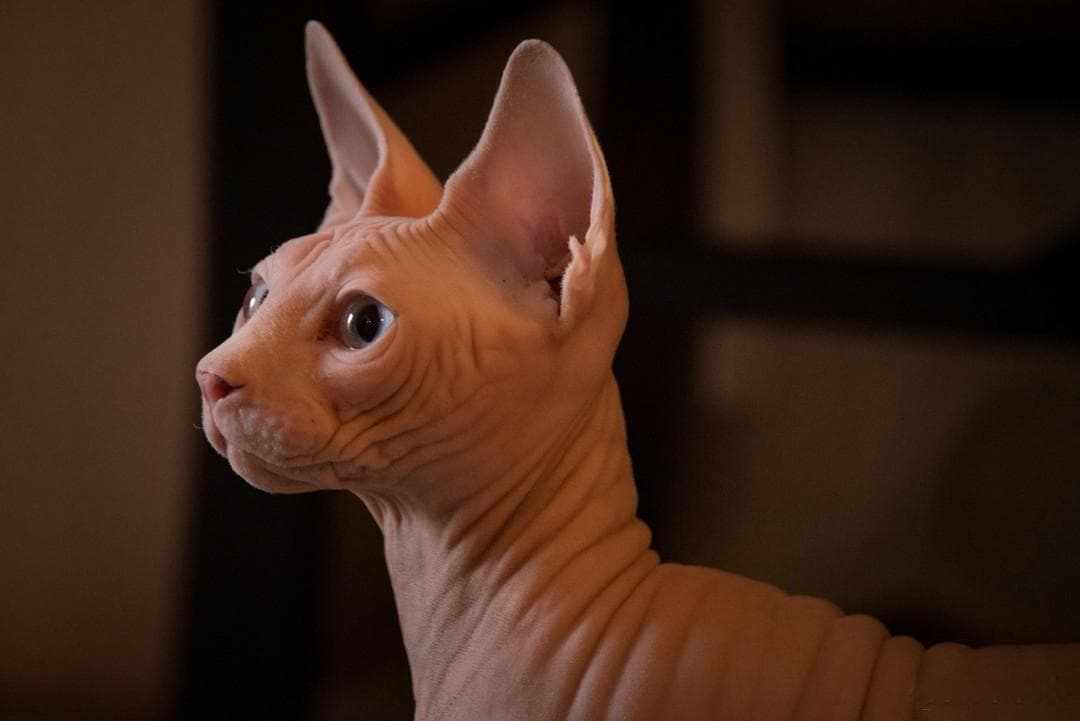 猫毛过敏：你不能养猫的真相，看看你属于哪个级别！