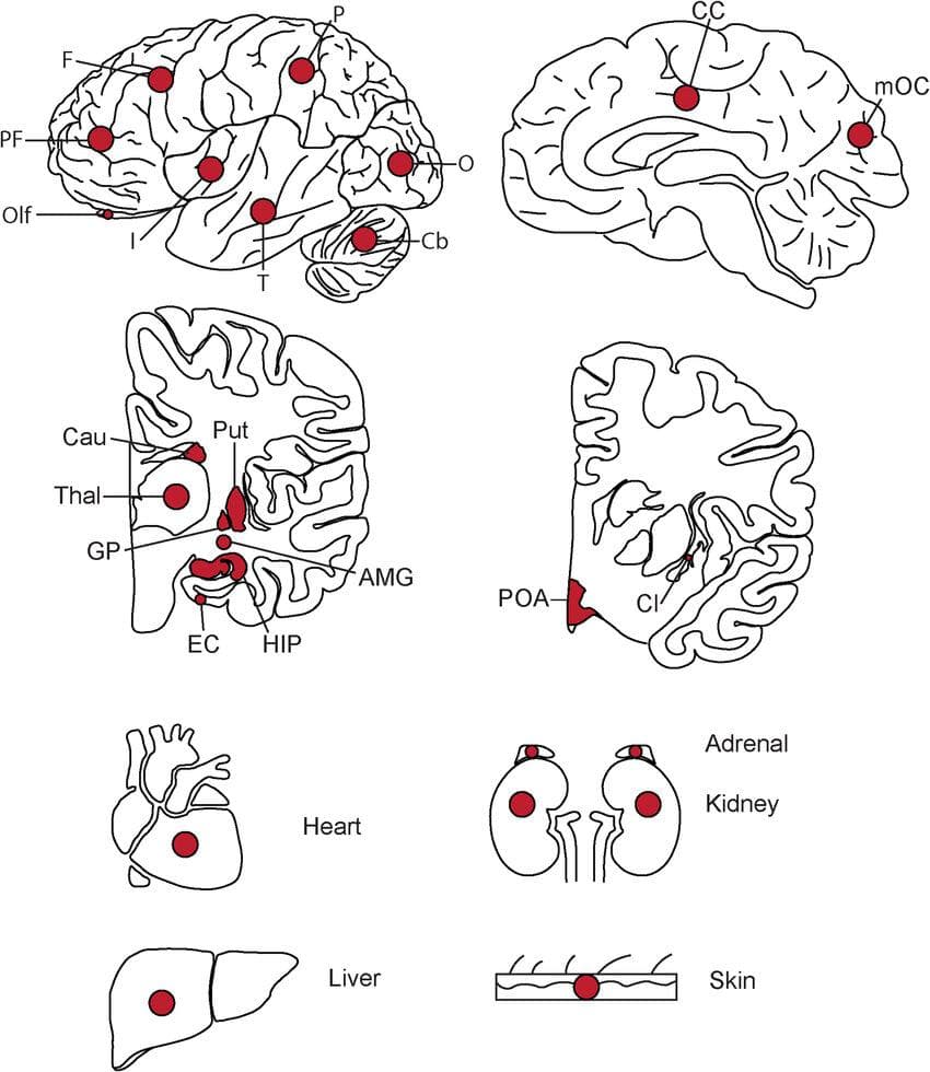 Nature：科学家揭示人类大脑前脑发育的奥秘