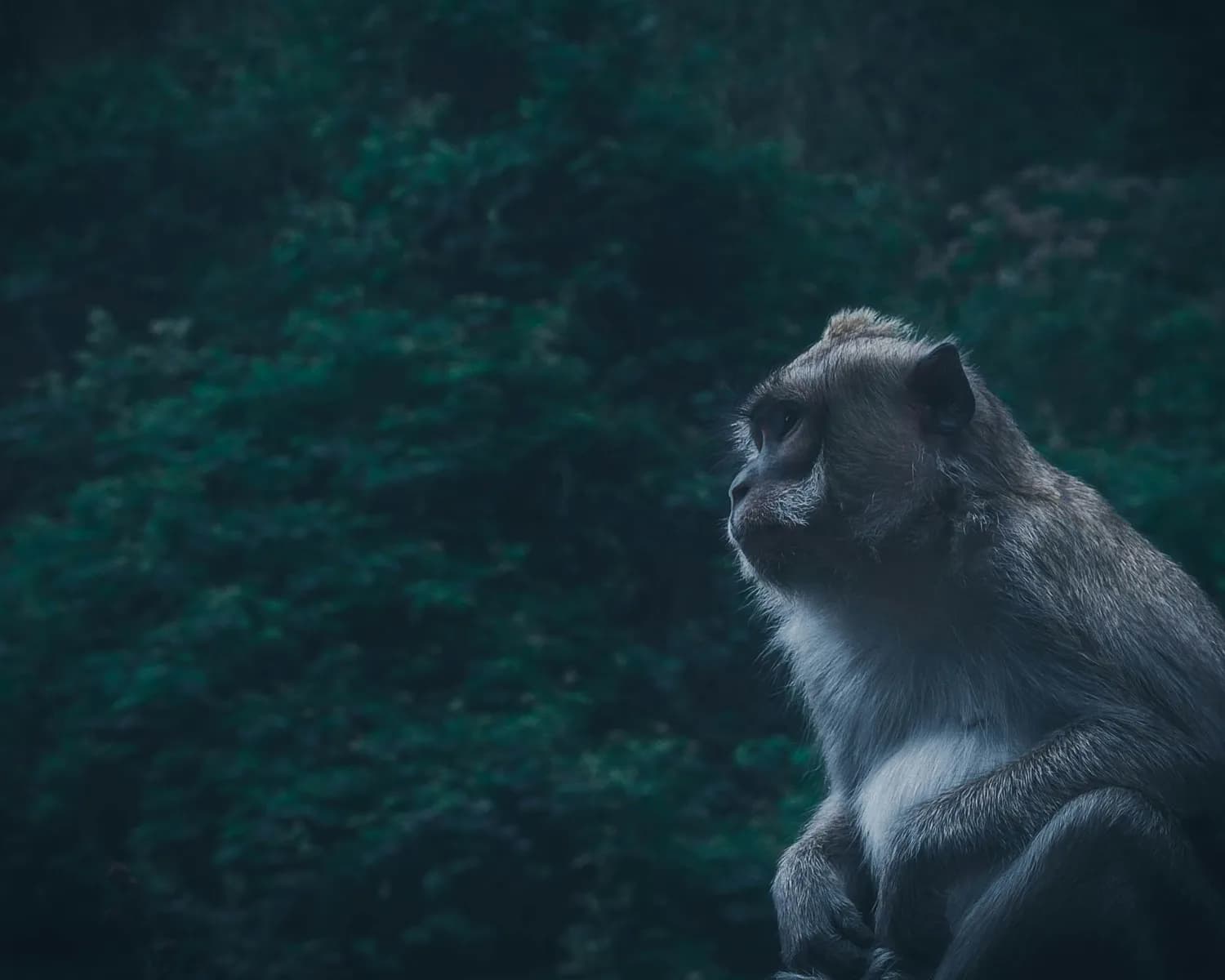 猴蛇鸡：独来独往的生肖代表