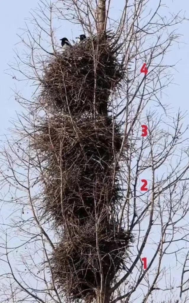 喜鹊搭出4层“别墅”形似糖葫芦，目击者：每年都来，一年搭一个