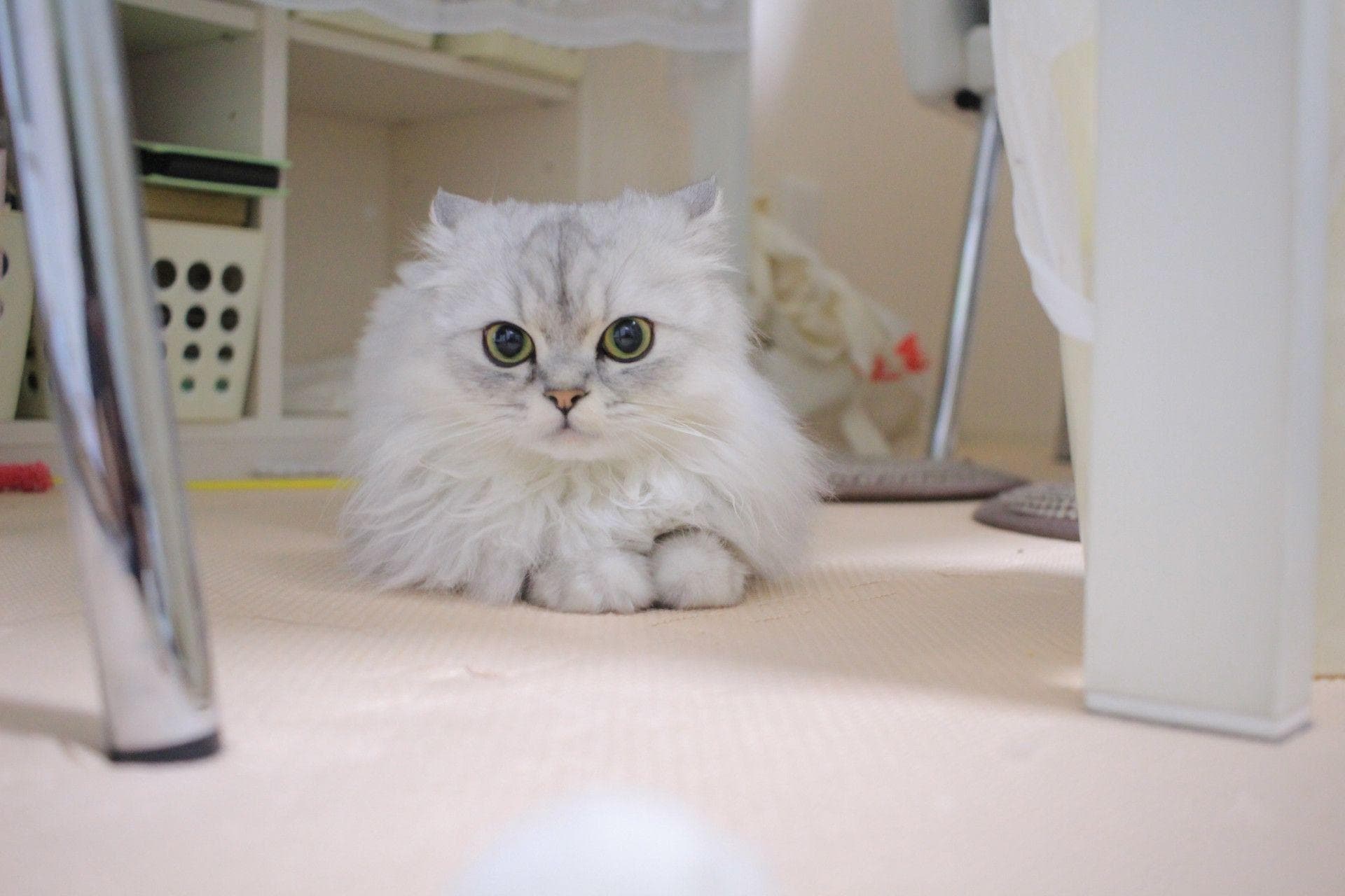 金吉拉猫价格、个性、寿命及饲养指南：全面了解这种高贵猫咪的优缺点