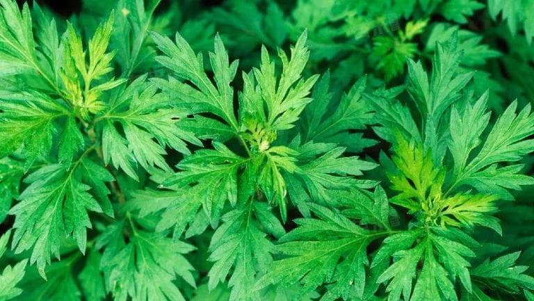 艾草对皮肤病作用与功效