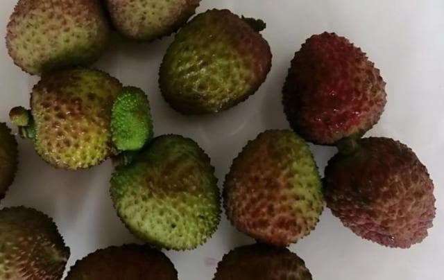 荔枝如何科学施肥 荔枝科学施肥技术