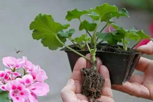 天竺葵种植方法：从土壤到养护的全方位指南