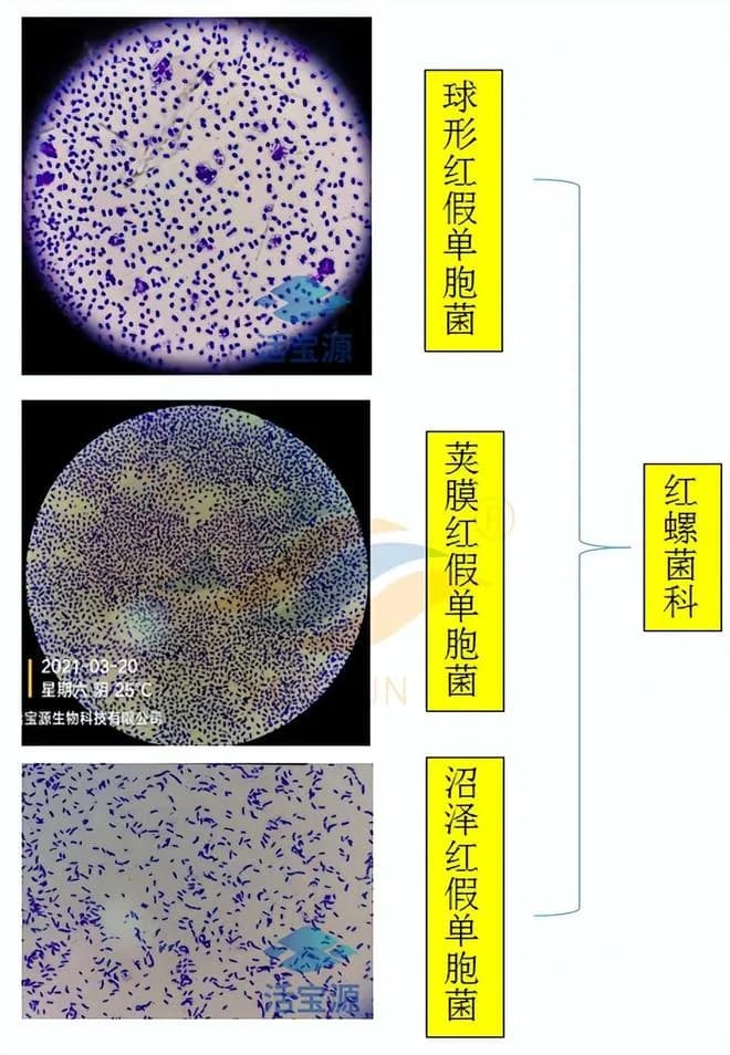 光合细菌的特征及其在水产养殖中的应用