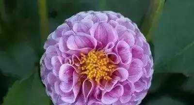 救赎之花：探寻花卉文化中的救赎象征与象征含义