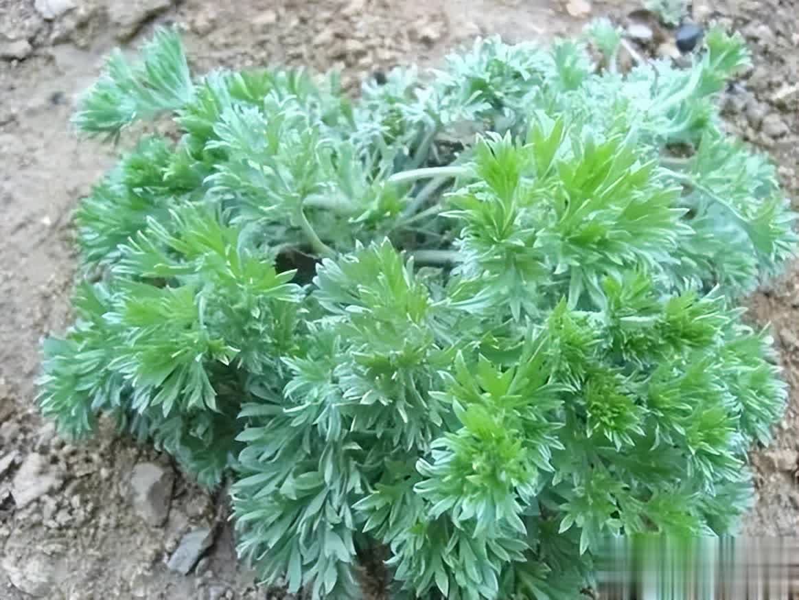茵陈：形似艾绒的神奇草药，清热利湿的美食伴侣