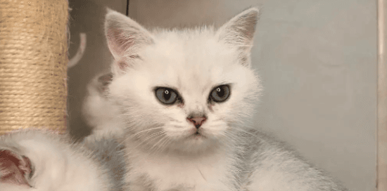 英短蓝猫和银渐层配出来是什么品种的猫？