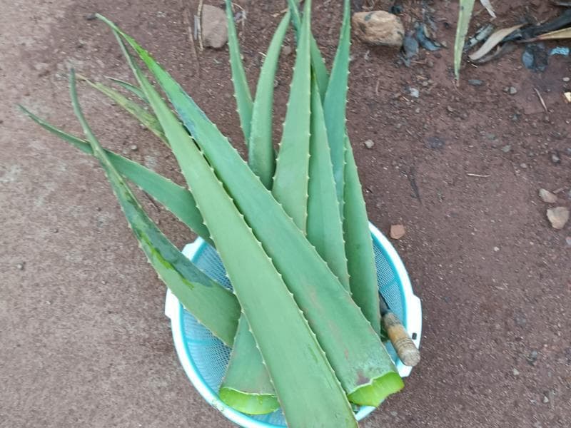 芦荟糖水（附芦荟粒脆爽窍门）