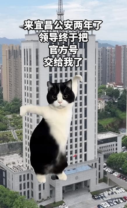 00后接管账号的第一件事就是发“猫meme”视频，为什么小猫成了爆款视频的标配？