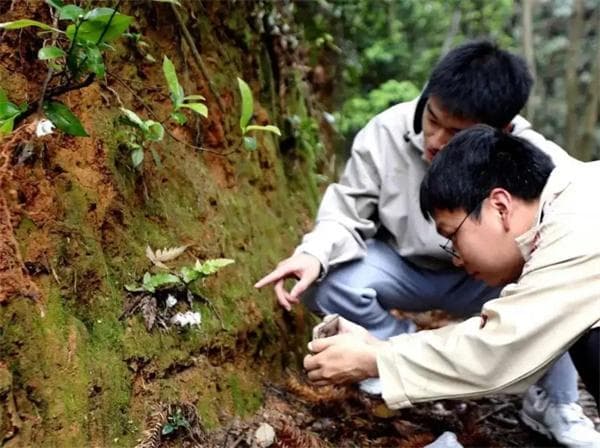 江西发现国家近危级珍稀植物水晶兰