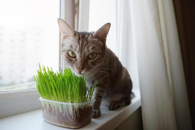 猫薄荷的正确使用方法