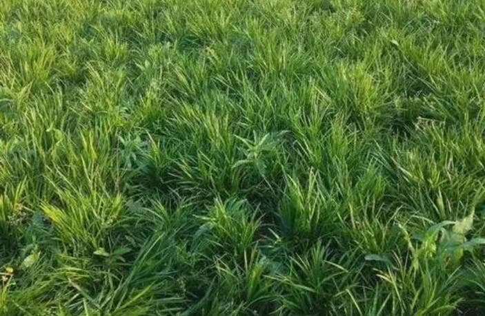 日本麦冬草种植及养护指南