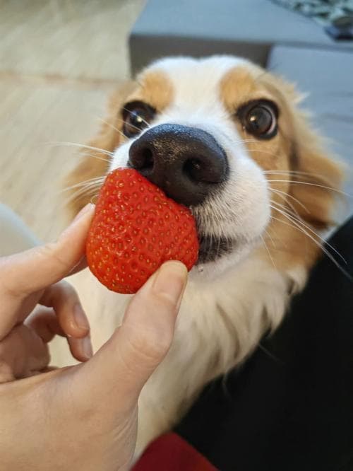 柯基犬可以吃草莓吗？需要注意哪些事项？