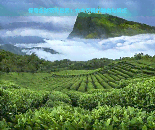 探寻全球茶叶世界：六大茶类的种类与特点
