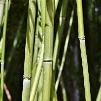 烟花三月下扬州全诗词原文及鉴赏