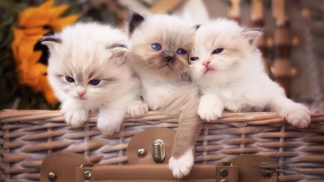 猫怎么社会化训练 幼猫社会化训练：前3个月