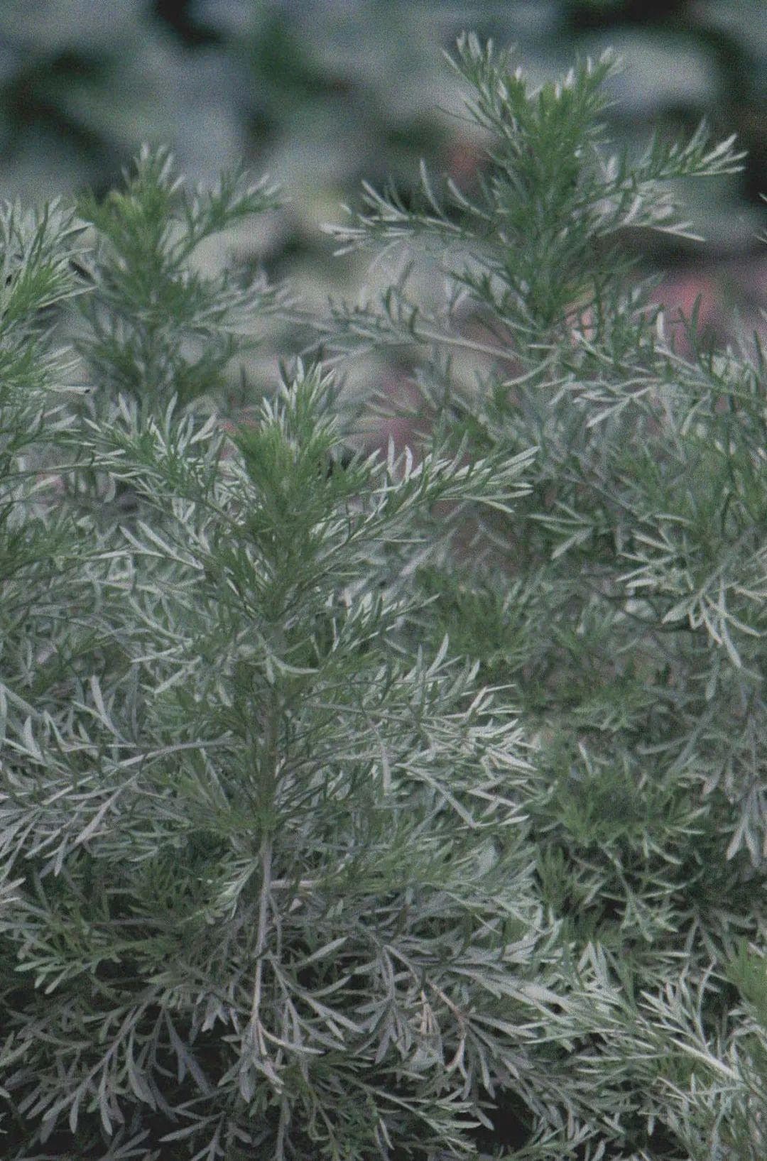 【植物大课堂】茵陈蒿“三月茵陈，四月蒿，五月当柴烧”，默默无闻，无私奉献