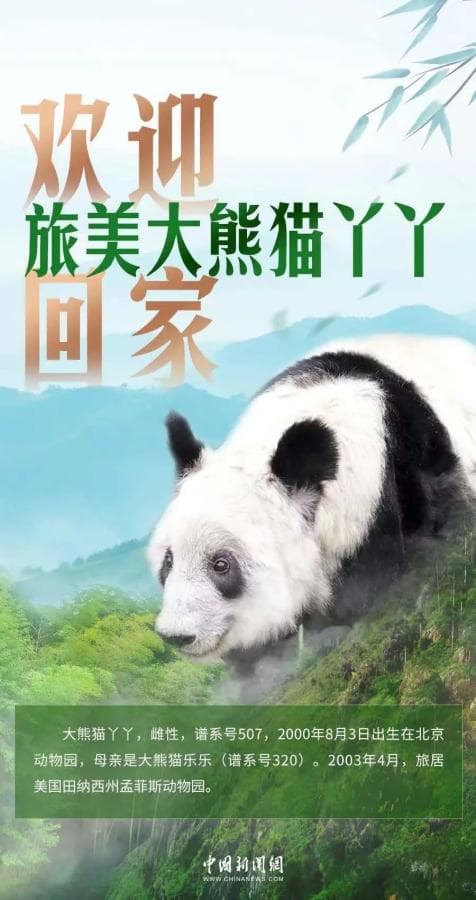 大熊猫“丫丫”启程回国：归来仍是“顶流”，欢迎回家！