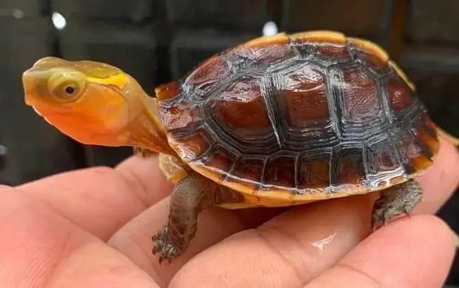黄缘闭壳龟介绍及饲养方法教程