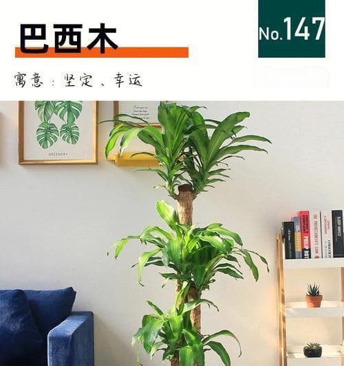 探秘巴西木的植物类型（了解巴西木的形态特征与生长习性）