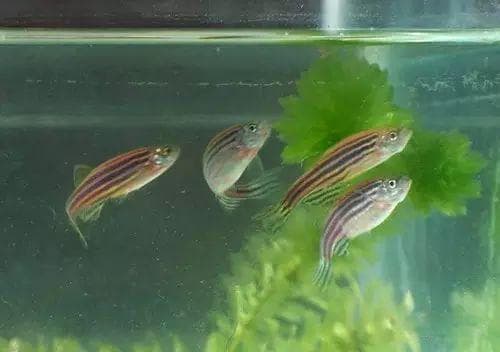 鱼池多深才适合？水的深度与温跃层有关！