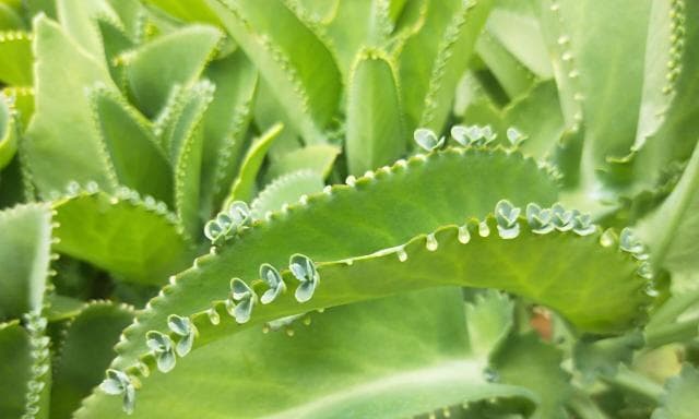 生生不息，植物的力量（探索植物世界的奇迹与魅力）
