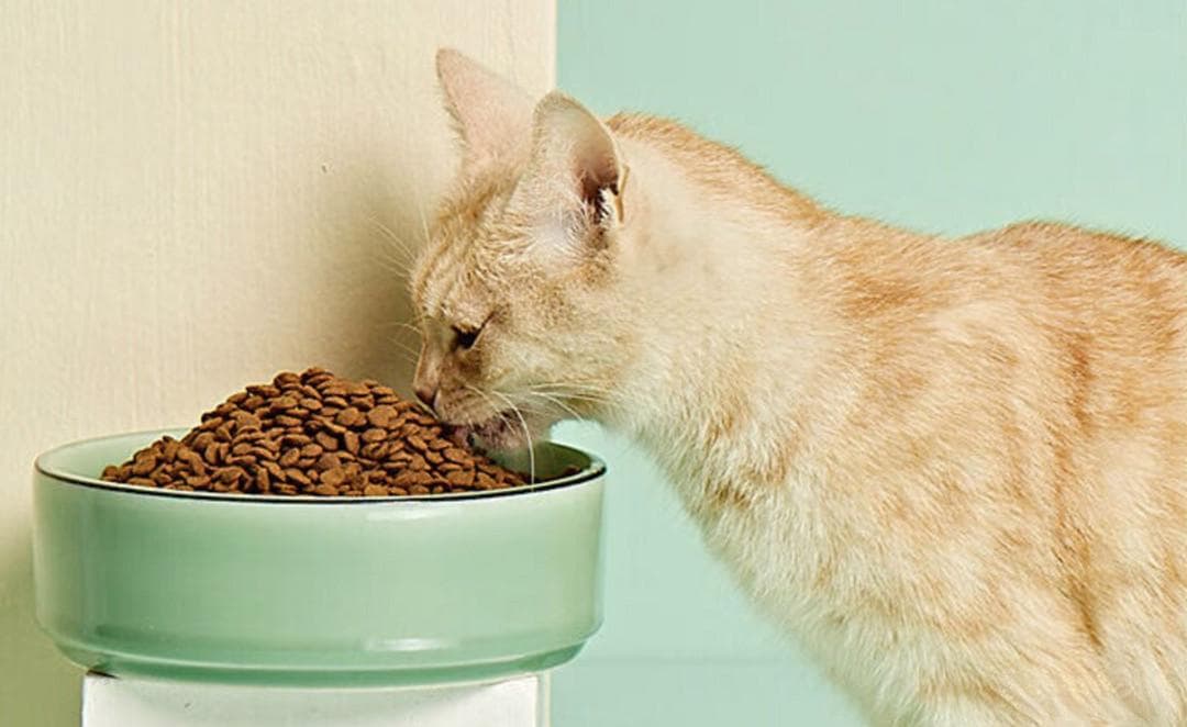 猫奴必读：如何选购高性价比猫粮