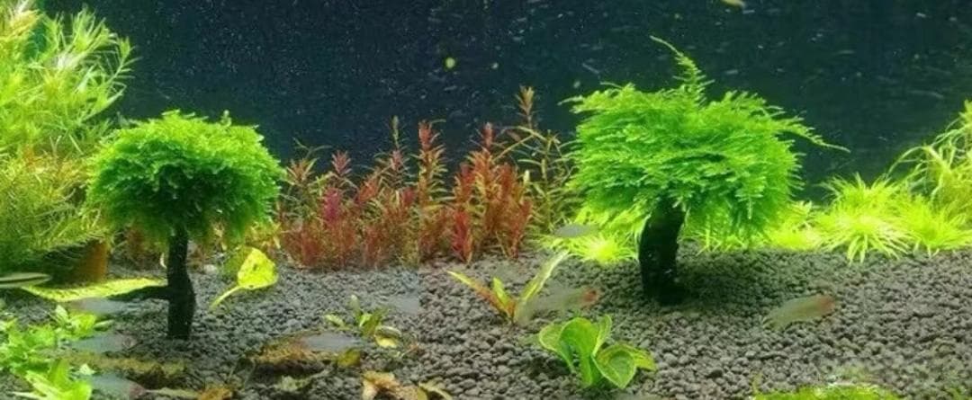 鱼缸造景：提升家居格调的必备技能！