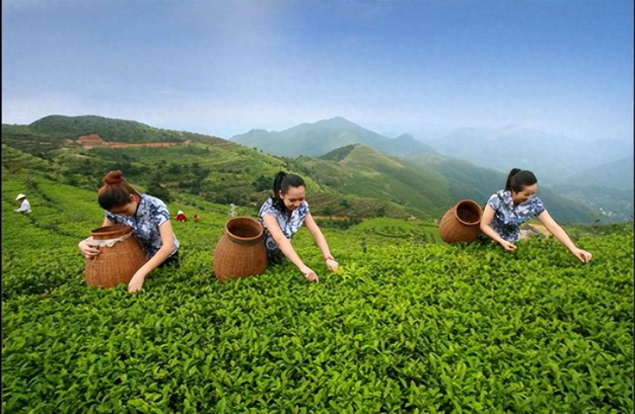 福建漳州茶小众茶种之一：白芽奇兰